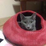 [고양이] 안녕하세요. <b>러시안</b>블루 메꼬에요