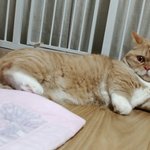 [고양이] 먼치킨, 막내 늘이를 소개합니다 2