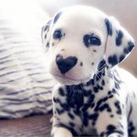 보자마자 심쿵당한 <b>멍뭉이</b> 셋