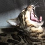 [고양이] 나는 로저, 직업은 고양이9