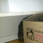 우리집고양이 <b>초인종</b>소리만 들려도 숨어..심각함