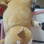 [댓글부탁해] 우리집 시바견 관<b>종임</b>