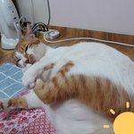 나의 동거묘 <b>도칠</b>이와 풍선 그리고 그루밍..