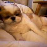 [반려동물] <b>갑순이</b>일상