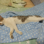 [고양이] 새벽에 우리집들어온 길냥이