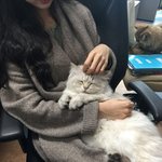 [고양이] 귀염<b>둥이</b>를 소개합니다 ㅎㅎ