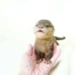 뽀시래기 아기 <b>수달</b> ㅠㅠ