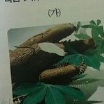 이거 뭔 <b>식물</b>임?