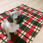 우리집 강아지 너무 사랑스러워..