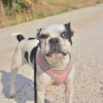 보스/보스턴테리어/남아(중성화완료)/9개월<b>추정</b>/5kg      뜬장에 묶여...