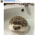 [깜놀주의] 귀짤<b>뿌림</b> 심장약한 사람 들이오지마셈