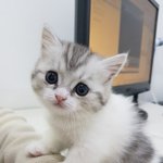 [고양이] 광<b>남이</b>를 소개합니당^^