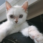 [고양이] 무릎냥이(<b>feat</b>.개냥이)