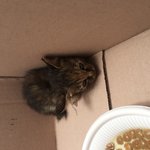 [고양이] 회사로 들어온 새끼 길냥이