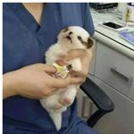 죽은 길고양이 묻어줬어요