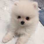 *심쿵주의* 우리집 애교<b>둥이</b>를 소개합니다