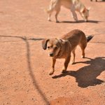 정월/믹스/여아/1살  * 얼굴 <b>무늬</b>가 귀여운 정월이