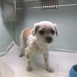 <b>노견</b>.. 쭈쭈가 아파요ㅜ