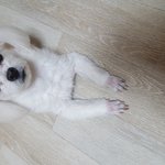 [강아지] 유기견이었던 <b>두부</b> 콩