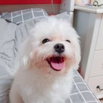 [강아지] 우리집 강아지 <b>미용</b>했는데