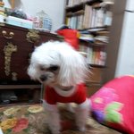 [꼭봐주세요] 강아지를 찾습니다