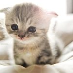 [조언부탁] 고양이 <b>집사</b>들!! ㅠㅠ나좀 도와줘ㅠㅠㅠ