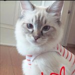 [최민기] 멋쨍이 고냥이❤️