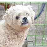 [강아지] 사랑을 <b>으리으리</b>하게 줄게