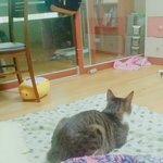 너희 이렇게 귀여운 <b>식빵</b>본적있냐