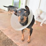 <b>리본</b>/미니핀/남아(중성화완료)/6개월추정/3kg  끔찍한 강아지공장에서...