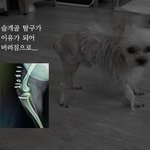 고작 1.3kg, 슬개골탈구를 이유로 버려진 아이