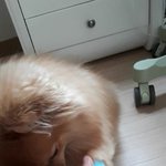 우리집 개 <b>양말</b> 신음