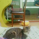 <b>반려동물</b>있는 판녀들아 드루와바ㅠㅠ