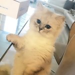 너넨 이 4개 중에 뭐야
