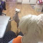 [댓글부탁해] <b>오빠</b>가 유기견 데려왔엌ㅋㅋㅋㅋㅋ