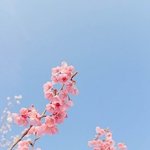 [드루와] 얘들아 멸린말치 치자<b>피즈</b> 같은거 또 뭐있냐