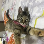 [고양이] <b>회사</b>로 들어온 새끼 길냥이 2
