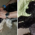 [반려동물] 입양강아지 깐<b>지와</b> 대박이 드디어, 침대에 오르다 by...