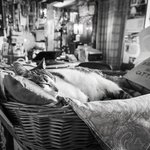 집사 <b>일터</b>까지 쫓아온 냥이들