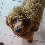 [강아지] <b>군산</b> 푸들 잃어버리신분