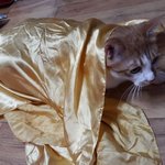 나의 동거묘 <b>도칠</b>이 4월 어느날...