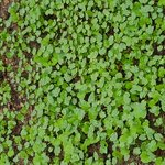 [댓글부탁해] 이것이상추 ,<b>아욱</b> ,쑥갓 새싹입니다^^