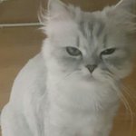 <b>양평</b> 길냥이 우리집가족으로 거듭나기 ~