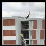 [드루와] 와 호주 <b>개충</b>격인거ㅋㅋㅋㅋㅋㅋㅋㄱ