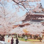 [드루와] 핑크핑크한 <b>일본</b> 봄 이미지들 벚꽃<b>위주</b>❁