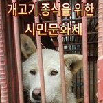 일요일, 개식용 종식을 위한 <b>시민</b>문화제가 북인사마당에서 있습니다...