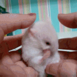 [박우진] 아 이 <b>햄</b>깅이 박우진이랑 <b>존</b>똑 ㅠㅠ