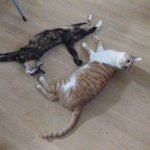 고양이 자랑 한 번 만