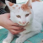 [드루와] 울학교 <b>매점</b>고양이 넘 기얍지않아?ㅜㅠ