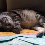 [고양이] [콜라] 스토커 콜라